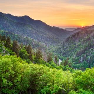 Smoky forest wallpaper