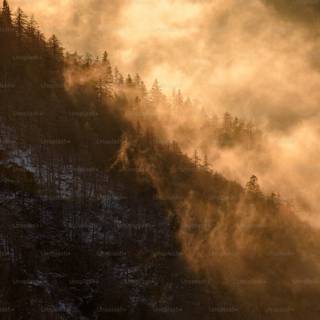 Smoky forest wallpaper