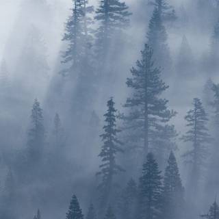 Smoky forest wallpaper