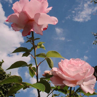 Flower aesthetic HD wallpaper