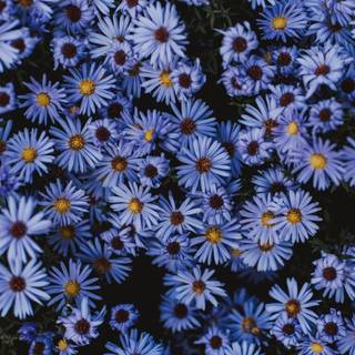 Flower aesthetic HD wallpaper