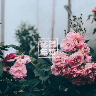 Flower aesthetic HD wallpaper