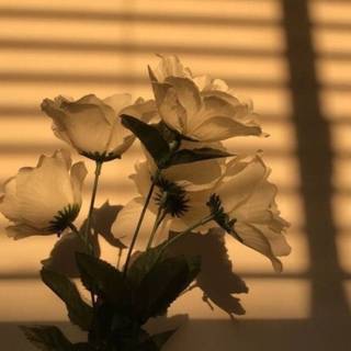 Flower aesthetic HD wallpaper