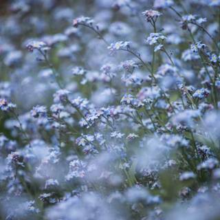 Flower aesthetic HD wallpaper