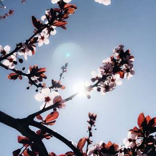 Flower aesthetic HD wallpaper