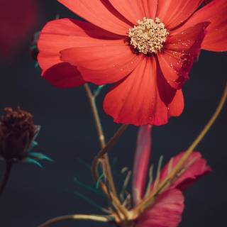 Flower aesthetic HD wallpaper