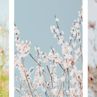 Flower aesthetic HD wallpaper