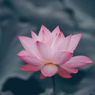 Flower aesthetic HD wallpaper