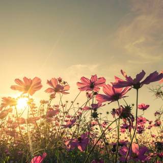Flower aesthetic HD wallpaper