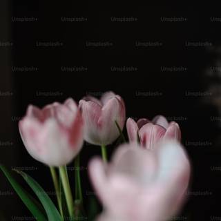 Flower aesthetic HD wallpaper