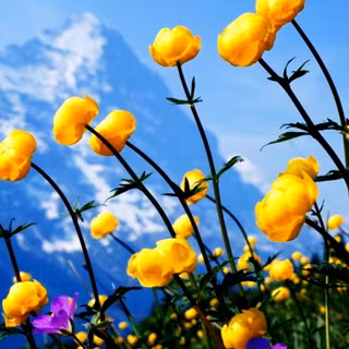 Spring yellow flower wallpaper