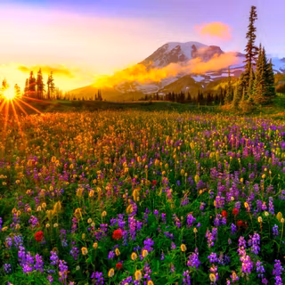 8k nature spring wallpaper