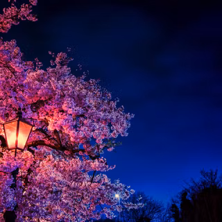 8k nature spring wallpaper