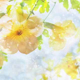 Spring yellow flower wallpaper