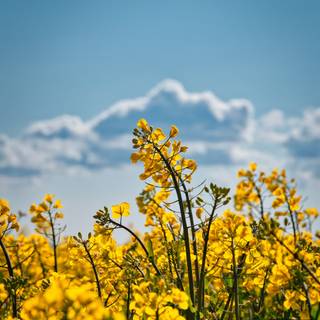 Spring yellow flower wallpaper
