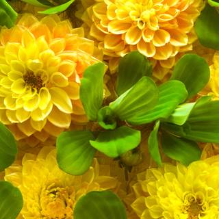 Spring yellow flower wallpaper