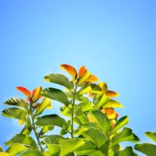 Summer sunny wallpaper