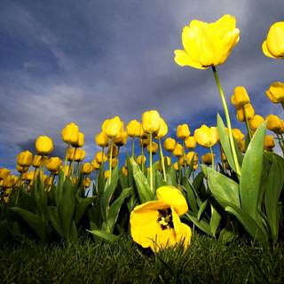 Spring yellow flower wallpaper