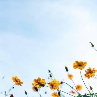 Spring yellow flower wallpaper