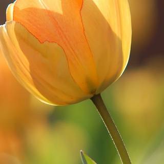 Spring yellow flower wallpaper