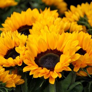 Spring yellow flower wallpaper