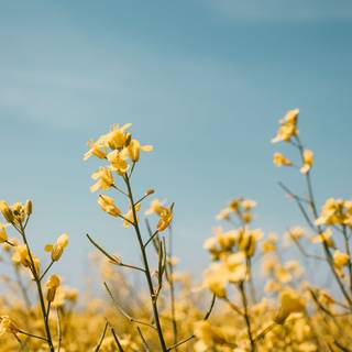 Spring yellow flower wallpaper
