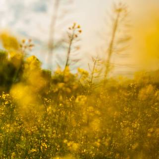 Spring yellow flower wallpaper