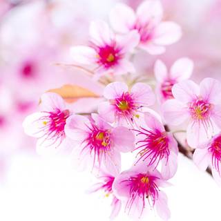 8k nature spring wallpaper