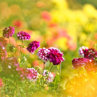 8k nature spring wallpaper