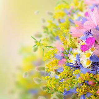 Summer and flowers wallpaper