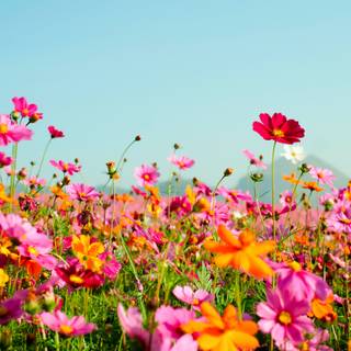 Summer and flowers wallpaper