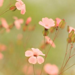 Summer and flowers wallpaper