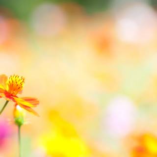 Summer and flowers wallpaper