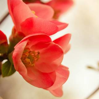 Light red spring wallpaper