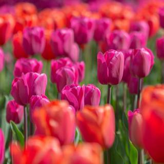 Light red spring wallpaper