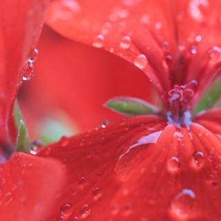 Light red spring wallpaper