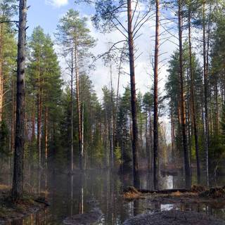 Spring pine wood wallpaper