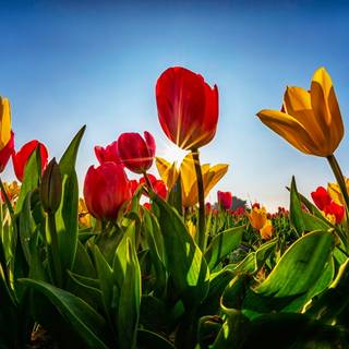 Light red spring wallpaper