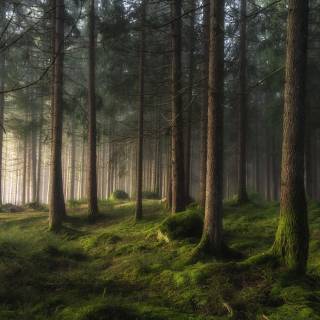 Spring pine wood wallpaper