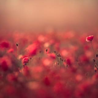 Light red spring wallpaper