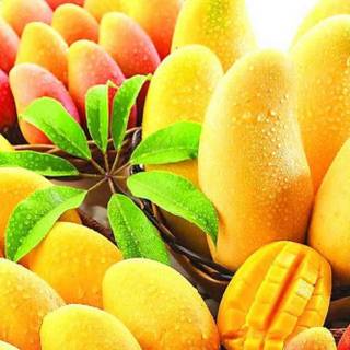 Mango summer wallpaper