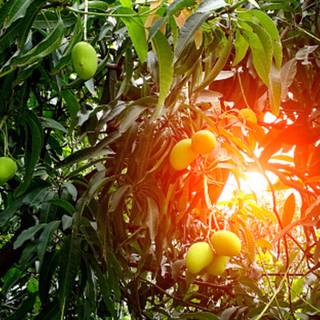 Mango summer wallpaper