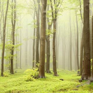 Spring pine wood wallpaper