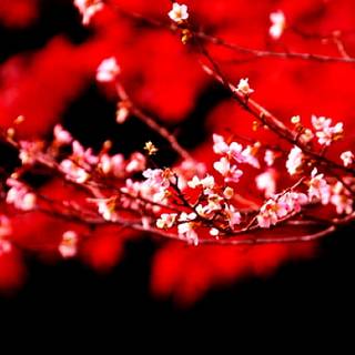 Light red spring wallpaper