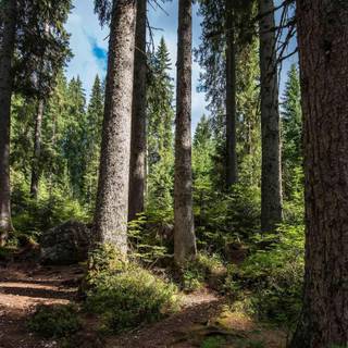 Spring pine wood wallpaper