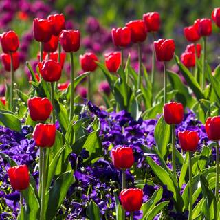 Light red spring wallpaper