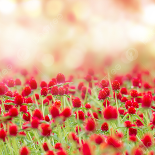 Light red spring wallpaper