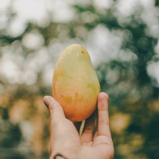 Mango summer wallpaper