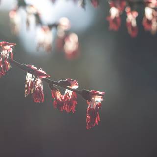 Light red spring wallpaper
