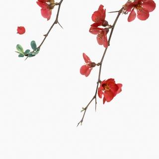 Light red spring wallpaper